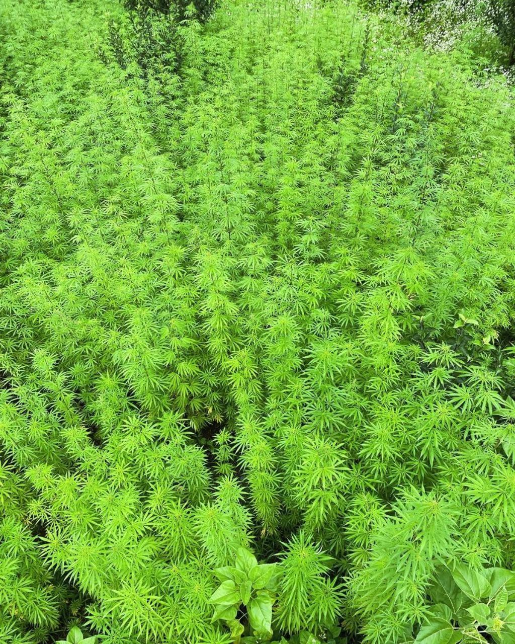 Trippy Homestay Kasol Exteriör bild
